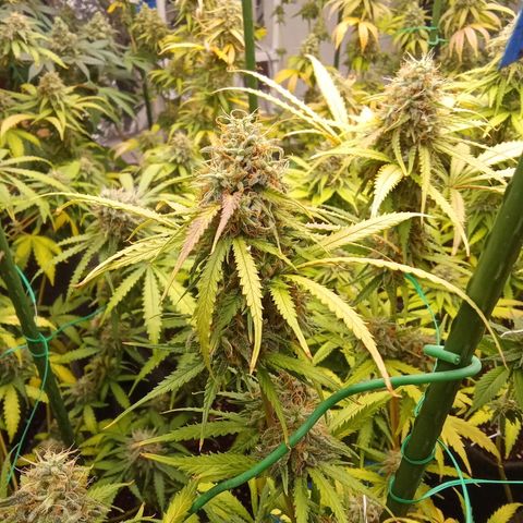 Psicodelicia growlog timeline photo