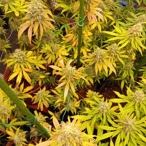Psicodelicia growlog timeline photo