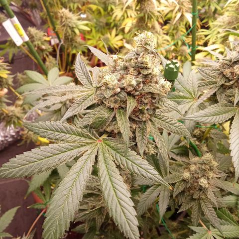 Psicodelicia growlog timeline photo