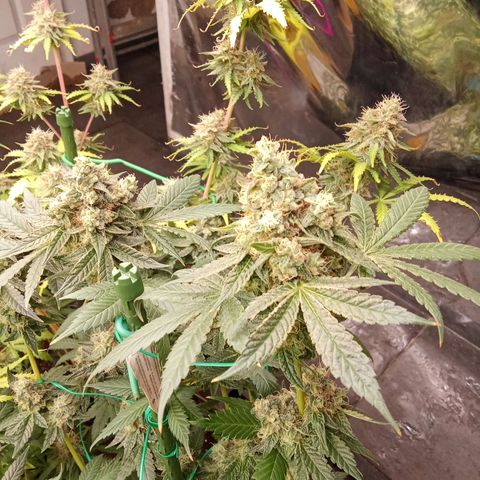 Psicodelicia growlog timeline photo