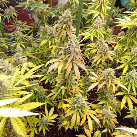 Psicodelicia growlog timeline photo