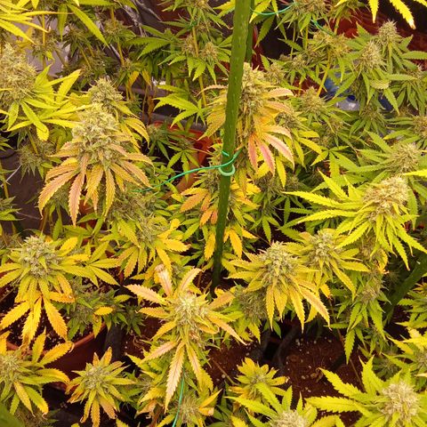 Psicodelicia growlog timeline photo