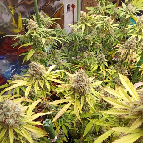 Psicodelicia growlog timeline photo