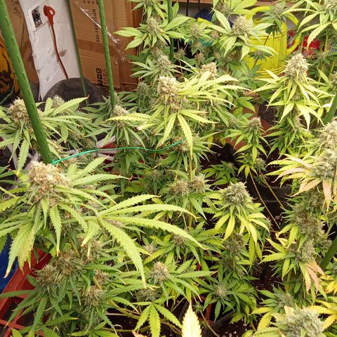 Psicodelicia growlog timeline photo