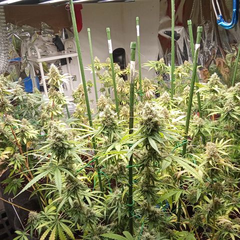 Psicodelicia growlog timeline photo