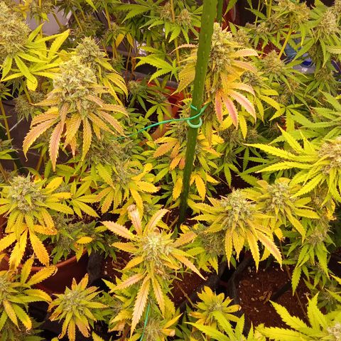 Psicodelicia growlog timeline photo