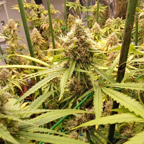 Psicodelicia growlog timeline photo