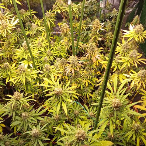 Psicodelicia growlog timeline photo