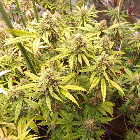 Psicodelicia growlog timeline photo