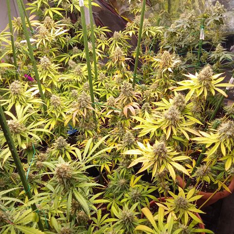 Psicodelicia growlog timeline photo
