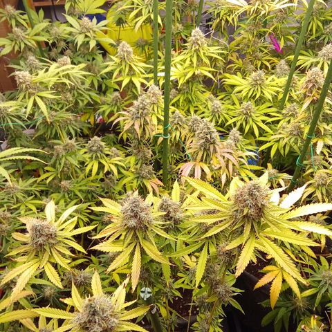 Psicodelicia growlog timeline photo