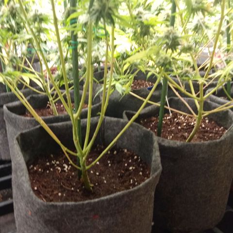 Psicodelicia growlog timeline photo