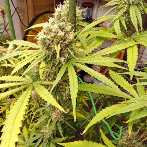 Psicodelicia growlog timeline photo