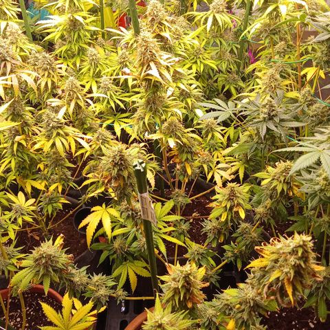 Psicodelicia growlog timeline photo