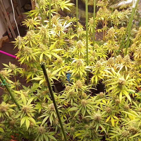 Psicodelicia growlog timeline photo