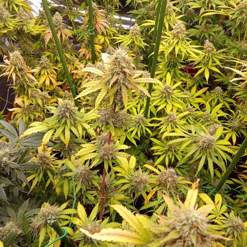 Psicodelicia growlog timeline photo