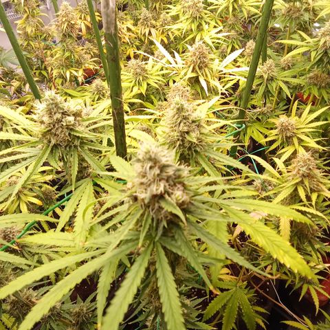 Psicodelicia growlog timeline photo