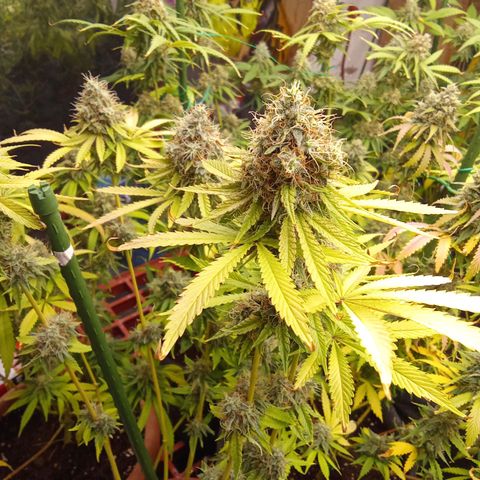 Psicodelicia growlog timeline photo