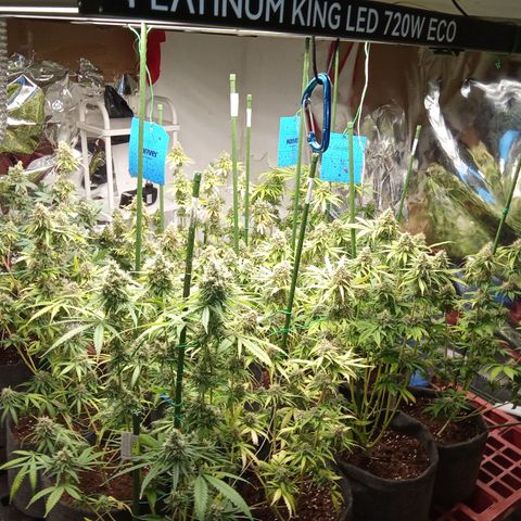 Psicodelicia growlog timeline photo