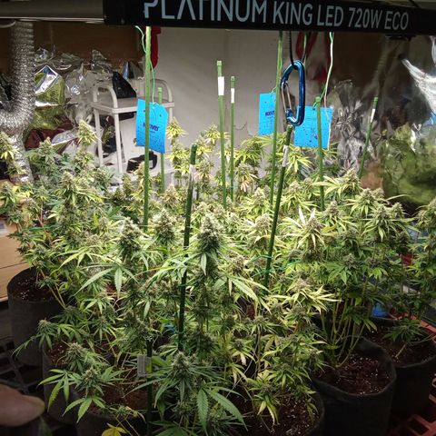 Psicodelicia growlog timeline photo