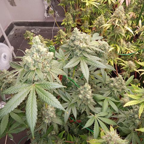 Psicodelicia growlog timeline photo