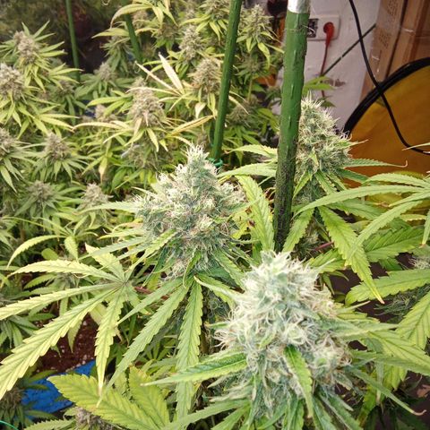Psicodelicia growlog timeline photo