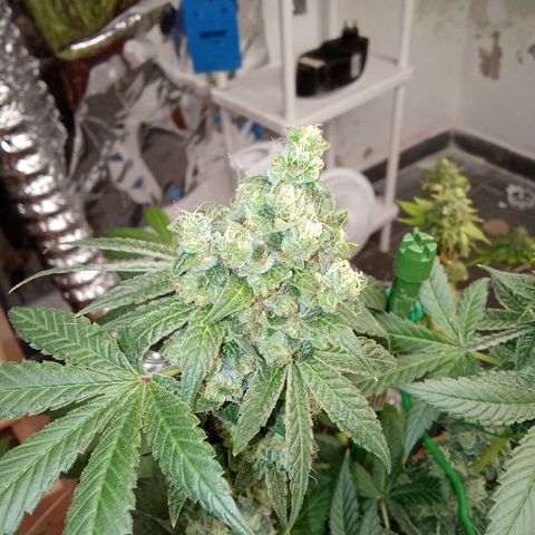 Psicodelicia growlog timeline photo