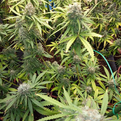 Psicodelicia growlog timeline photo