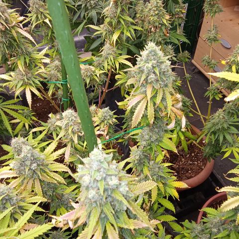 Psicodelicia growlog timeline photo