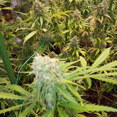 Psicodelicia growlog timeline photo