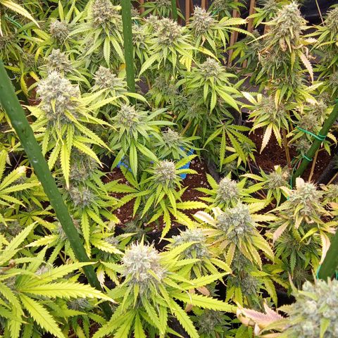 Psicodelicia growlog timeline photo