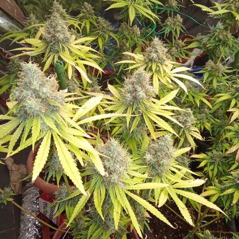 Psicodelicia growlog timeline photo