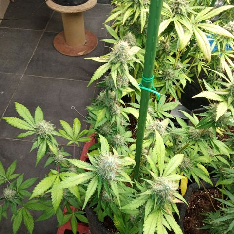 Psicodelicia growlog timeline photo