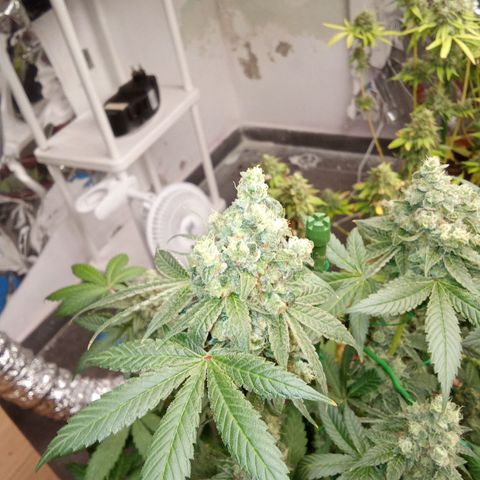 Psicodelicia growlog timeline photo