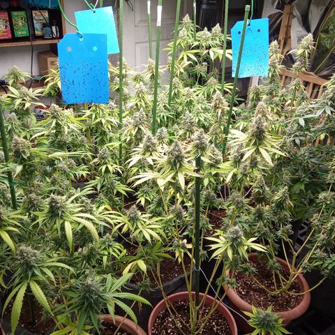 Psicodelicia growlog timeline photo
