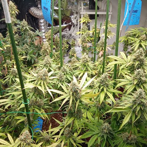 Psicodelicia growlog timeline photo