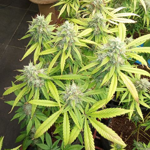 Psicodelicia growlog timeline photo