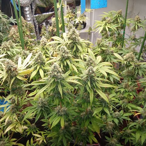 Psicodelicia growlog timeline photo