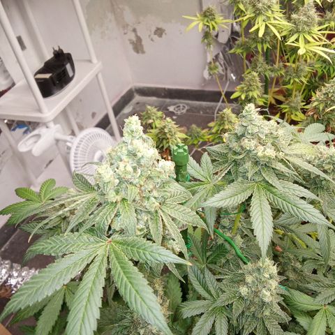 Psicodelicia growlog timeline photo