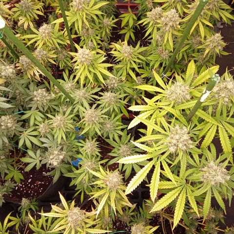 Psicodelicia growlog timeline photo