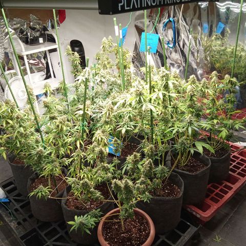 Psicodelicia growlog timeline photo