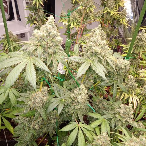 Psicodelicia growlog timeline photo