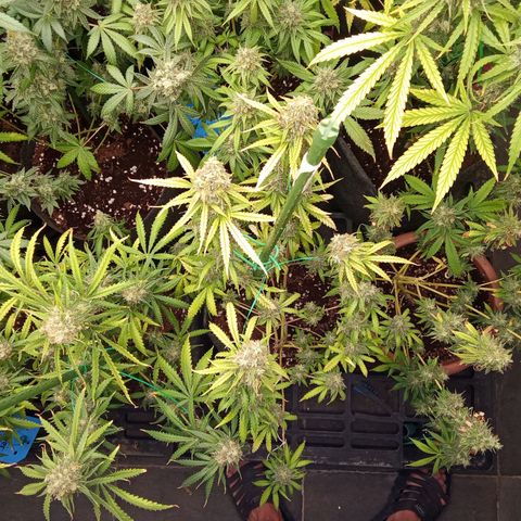 Psicodelicia growlog timeline photo