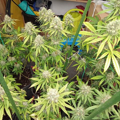 Psicodelicia growlog timeline photo