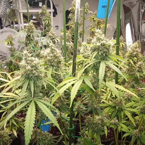 Psicodelicia growlog timeline photo