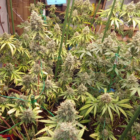 Psicodelicia growlog timeline photo
