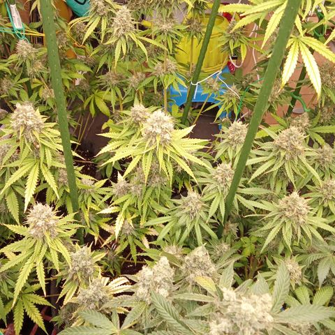 Psicodelicia growlog timeline photo