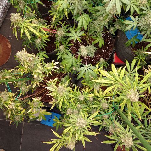 Psicodelicia growlog timeline photo