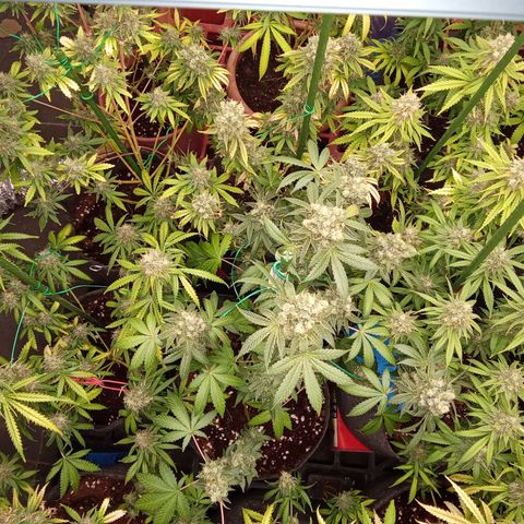 Psicodelicia growlog timeline photo