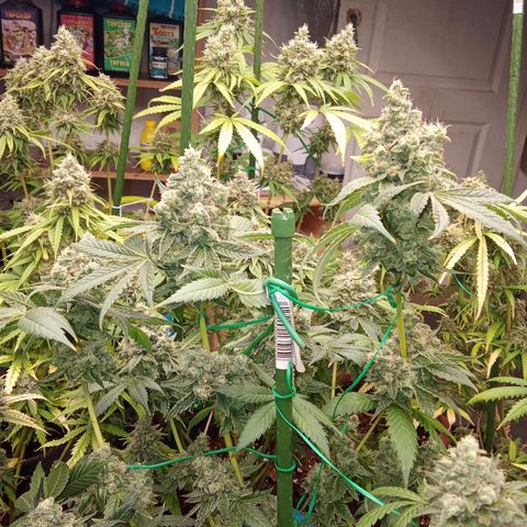 Psicodelicia growlog timeline photo
